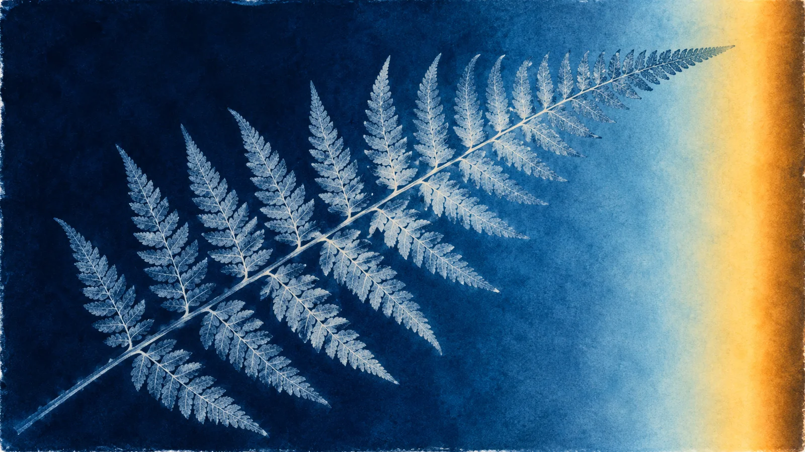 Fern silhouette in a textured cyanotype print with an amber edge